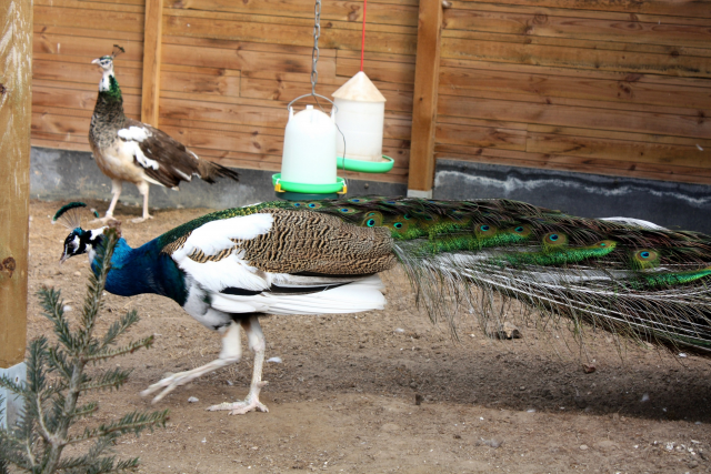 Blue Pied